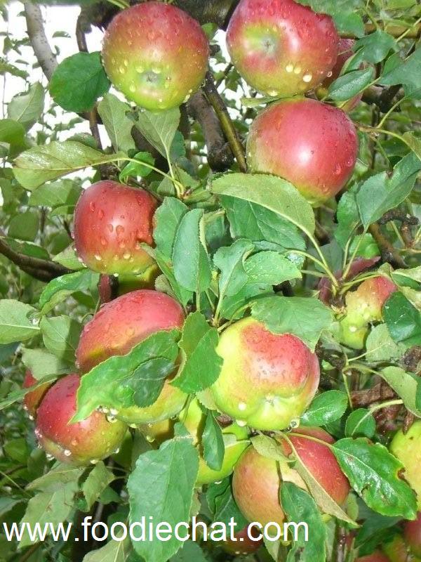 apples 51.jpg